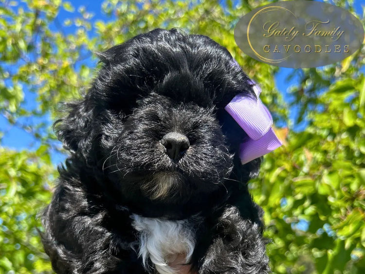 Gately Family Cavoodles