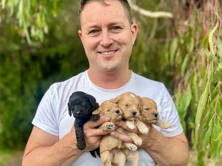 Gately Family Cavoodles