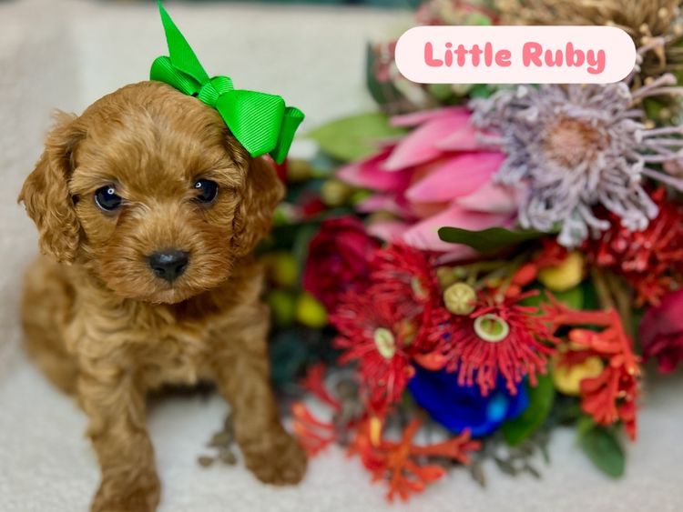Gately Family Cavoodles