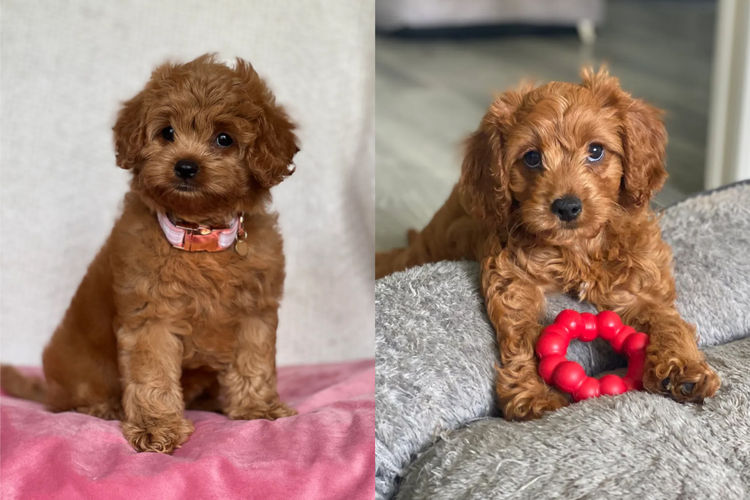 Balboni Puppies (Cavoodles)
