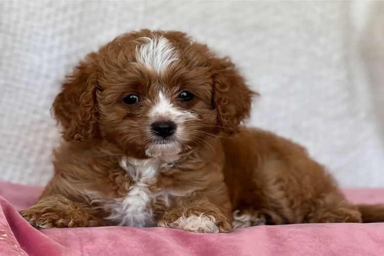 Balboni Puppies (Cavoodles)