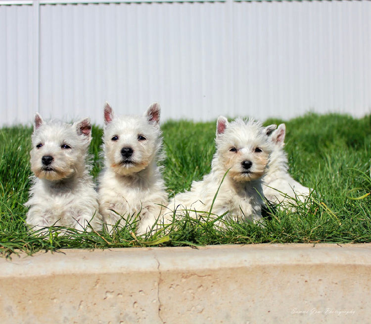 Merryweather West Highland Terriers