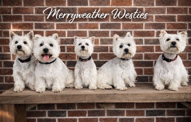 Merryweather West Highland Terriers