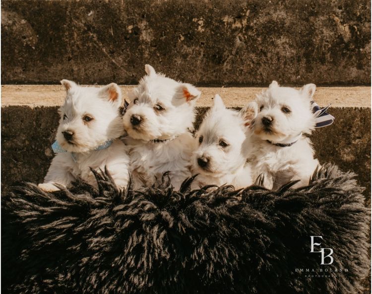 Merryweather West Highland Terriers