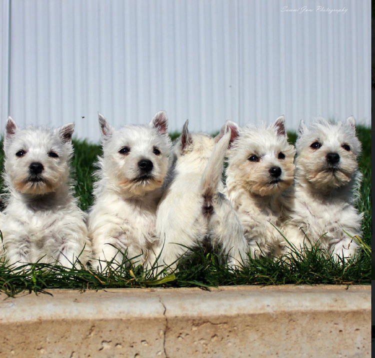 Merryweather West Highland Terriers