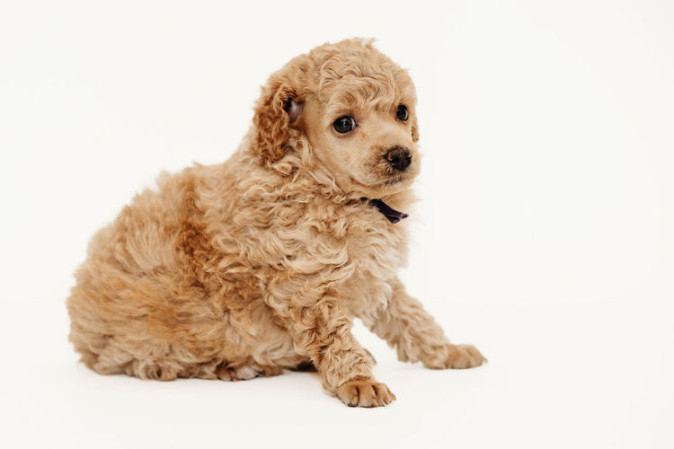 Ula'ree Miniature Poodles