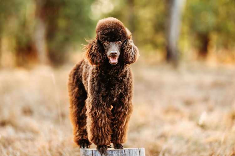 Ula'ree Miniature Poodles
