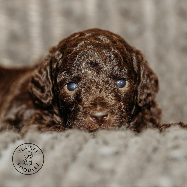 Ula'ree Miniature Poodles