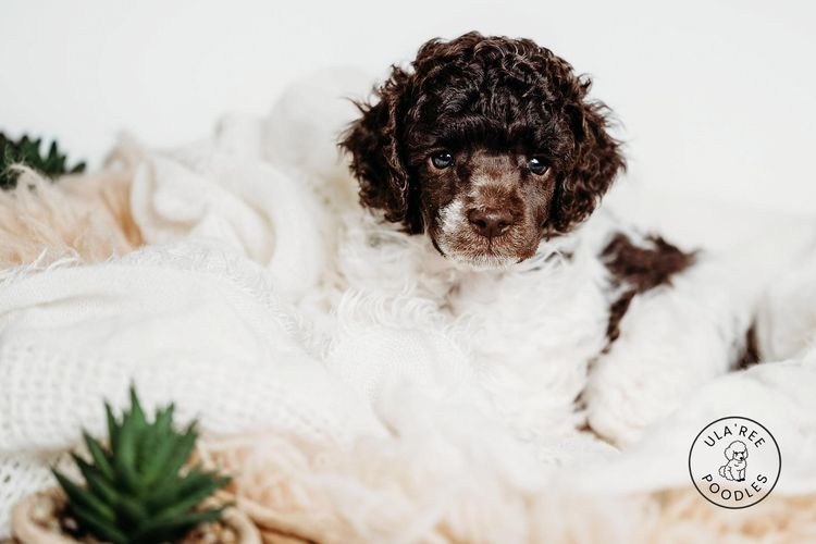 Ula'ree Miniature Poodles