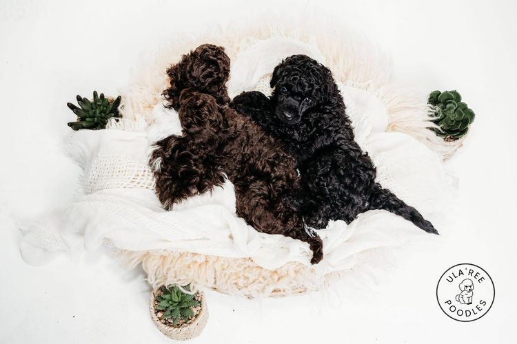 Ula'ree Miniature Poodles