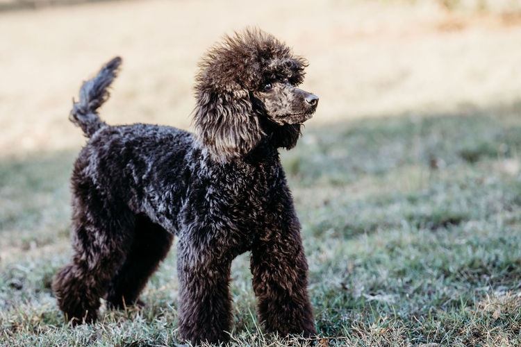 Ula'ree Miniature Poodles