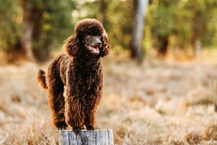 Ula'ree Miniature Poodles