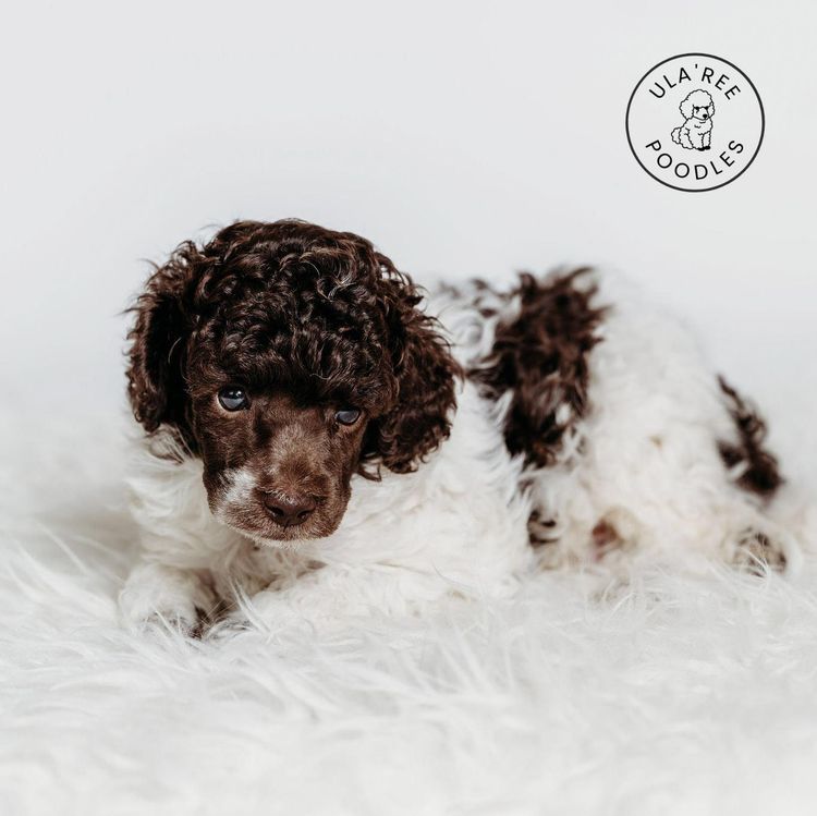 Ula'ree Miniature Poodles