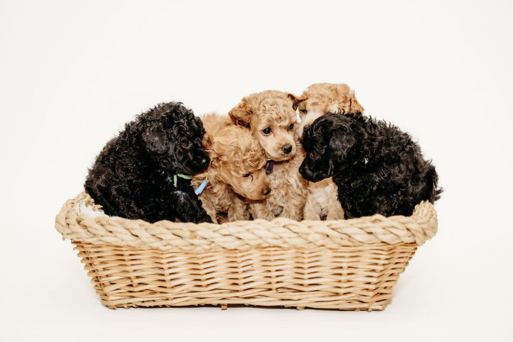 Ula'ree Miniature Poodles