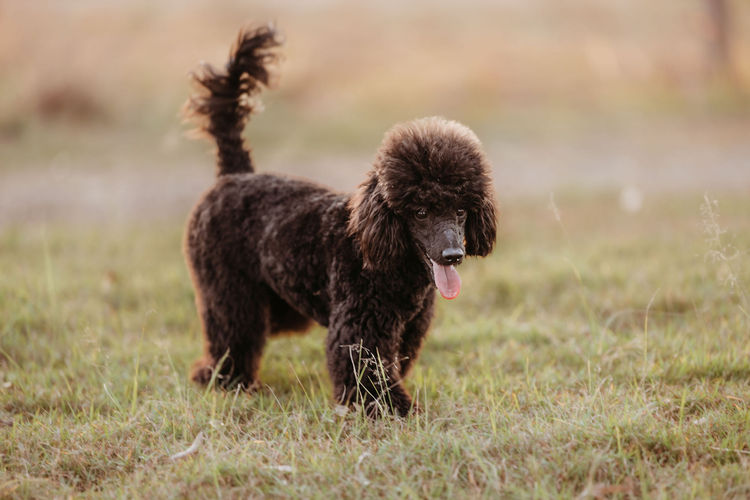 Ula'ree Miniature Poodles