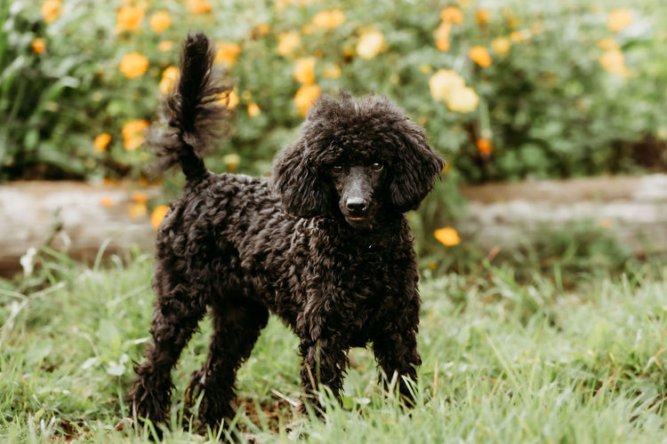 Ula'ree Miniature Poodles