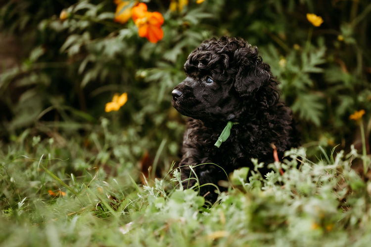 Ula'ree Miniature Poodles