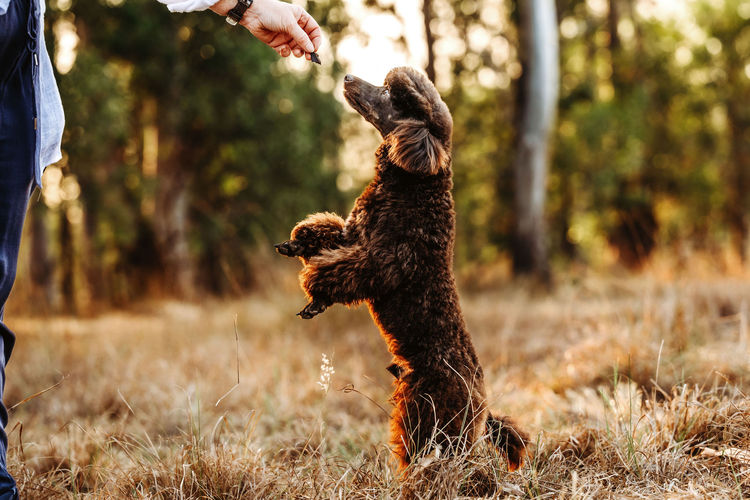 Ula'ree Miniature Poodles