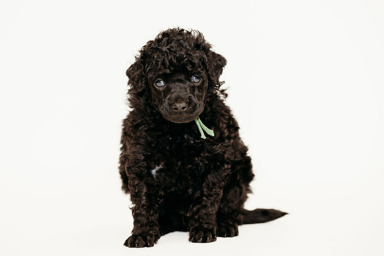 Ula'ree Miniature Poodles