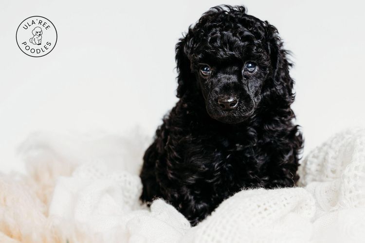 Ula'ree Miniature Poodles