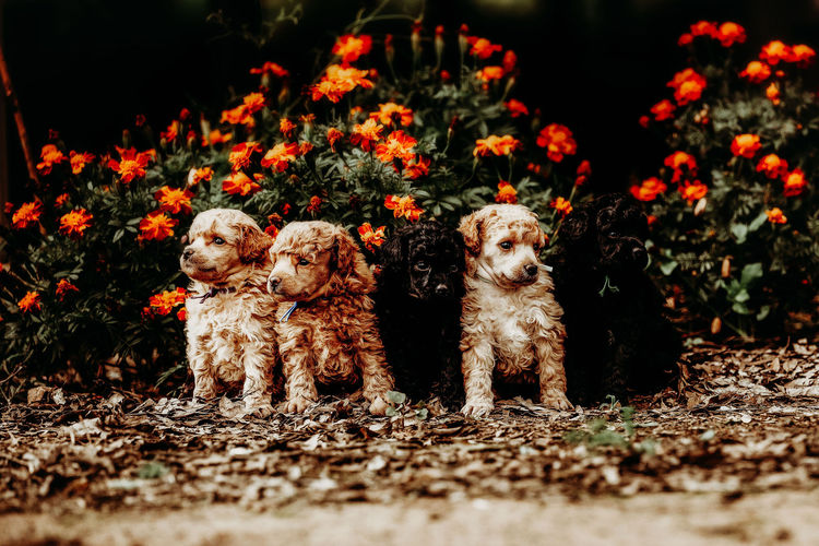 Ula'ree Miniature Poodles