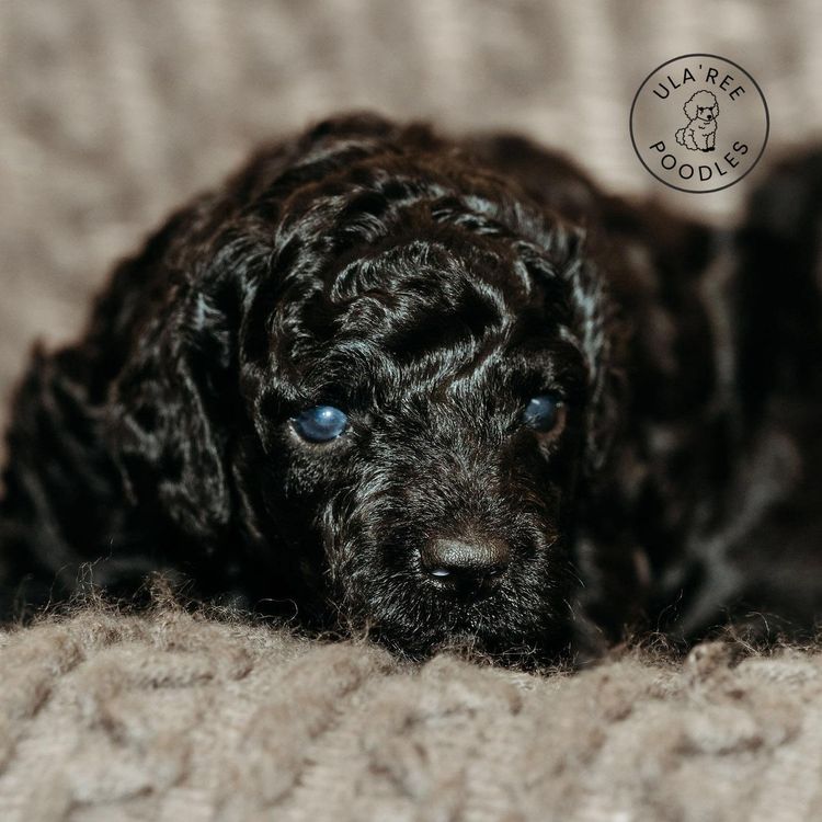 Ula'ree Miniature Poodles