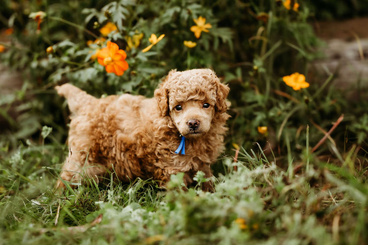 Ula'ree Miniature Poodles