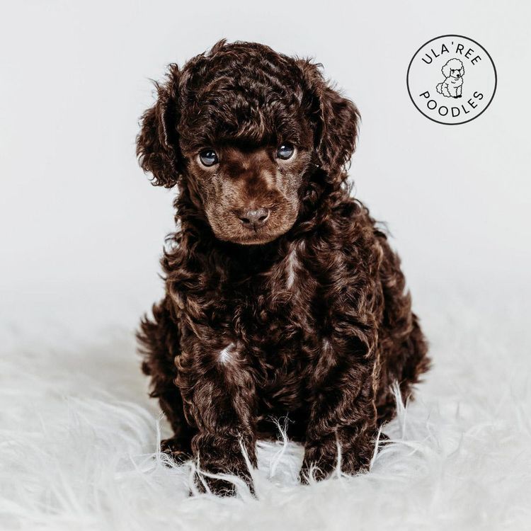 Ula'ree Miniature Poodles