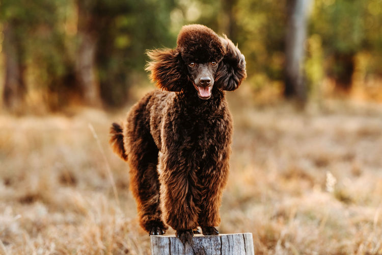 Ula'ree Miniature Poodles