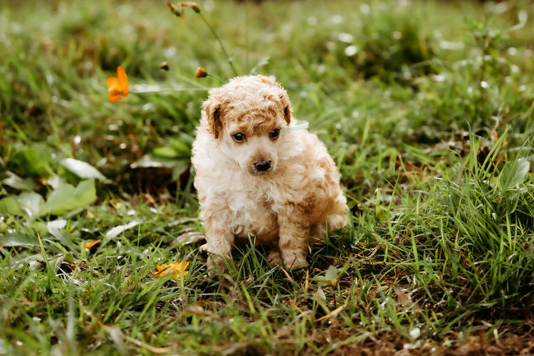 Ula'ree Miniature Poodles