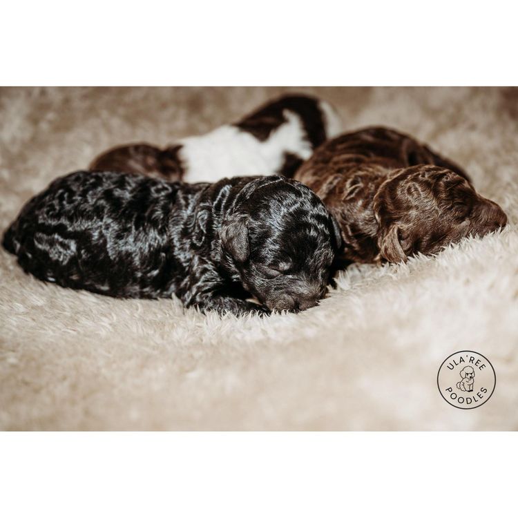 Ula'ree Miniature Poodles