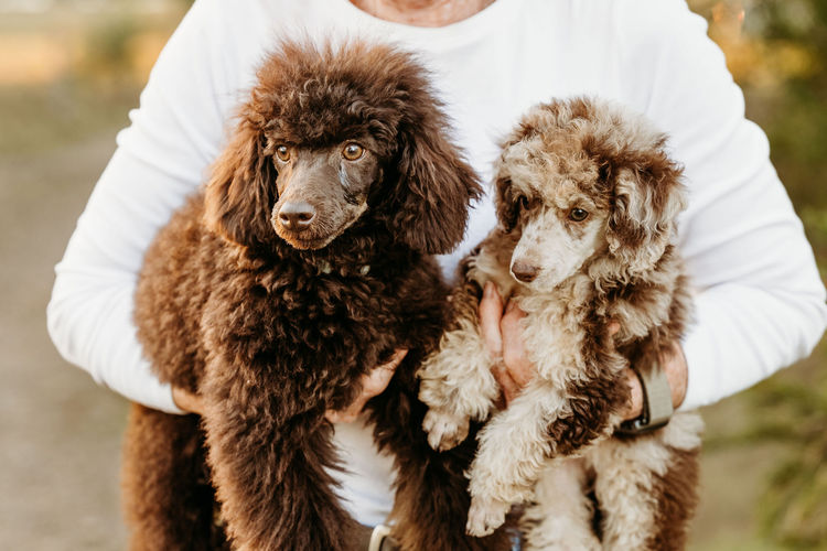 Ula'ree Miniature Poodles
