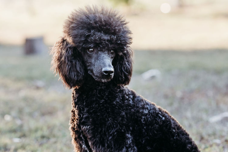 Ula'ree Miniature Poodles