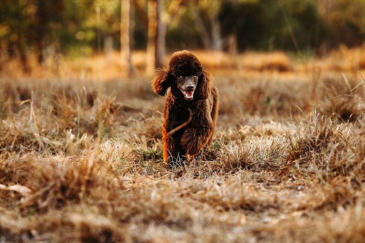 Ula'ree Miniature Poodles