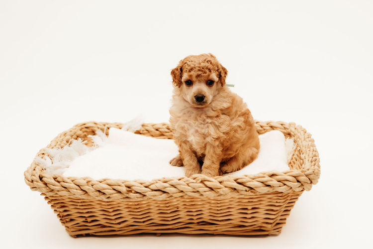 Ula'ree Miniature Poodles