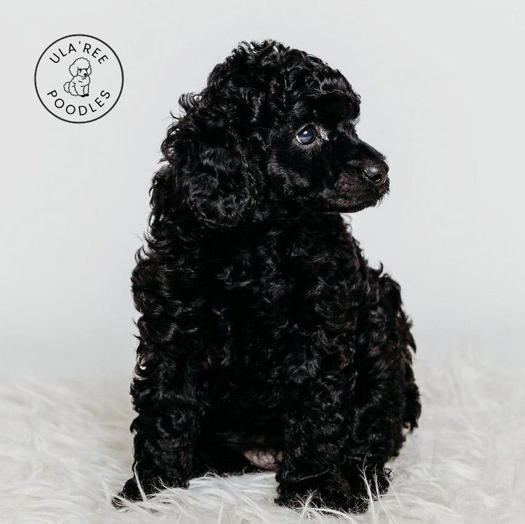 Ula'ree Miniature Poodles