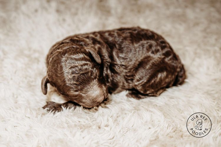 Ula'ree Miniature Poodles