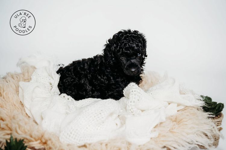 Ula'ree Miniature Poodles