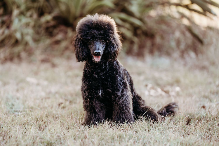 Ula'ree Miniature Poodles