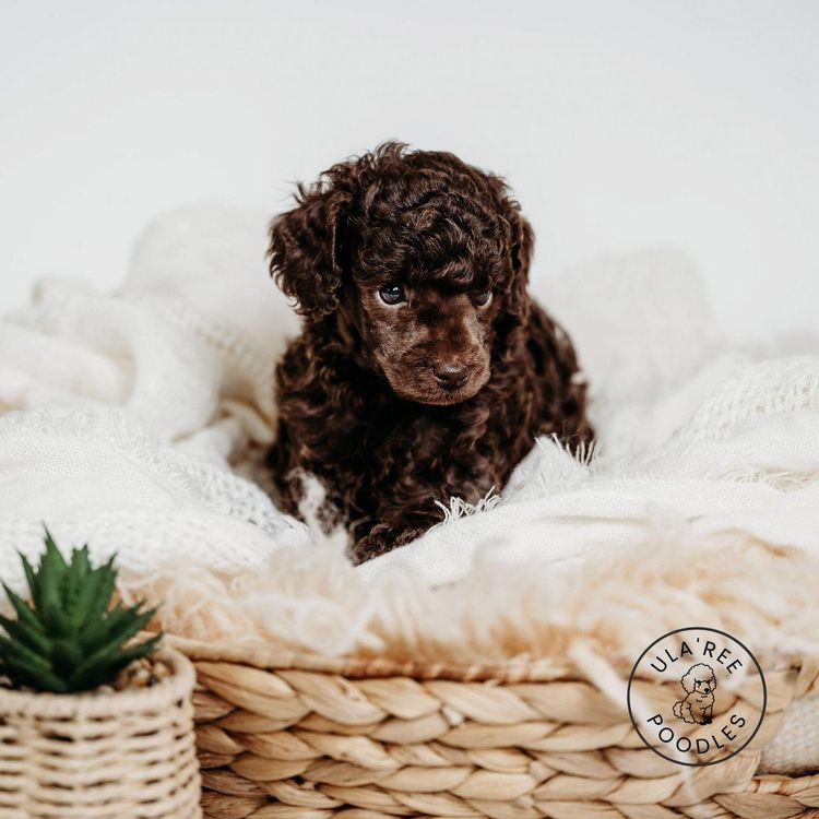 Ula'ree Miniature Poodles