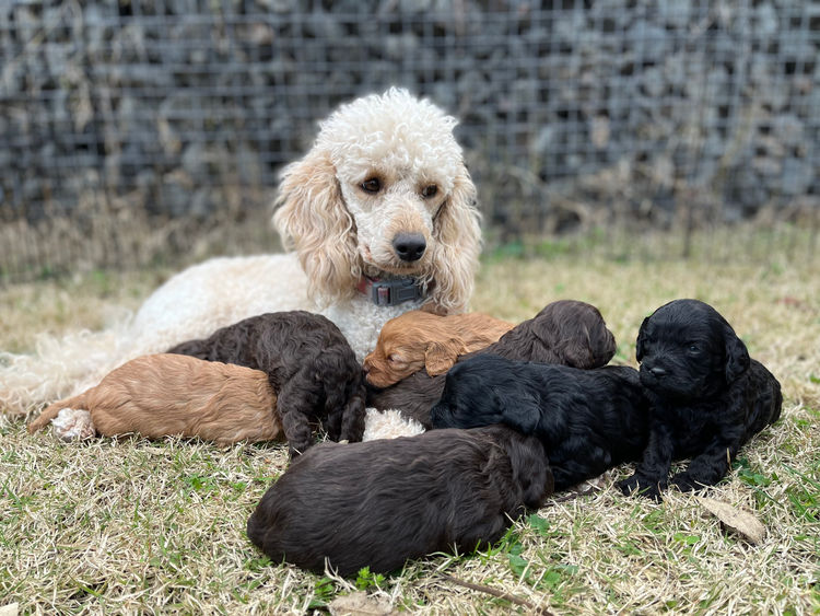 Marmasius  Cavoodles