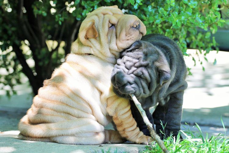 Rynkls Shar Pei