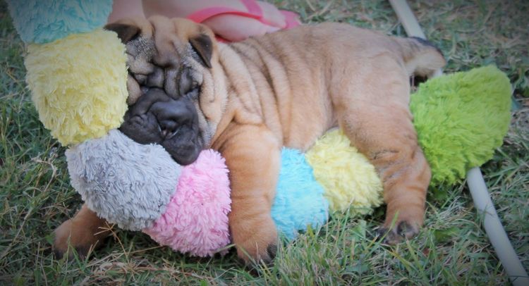 Rynkls Shar Pei
