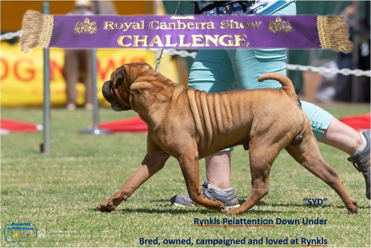 Rynkls Shar Pei