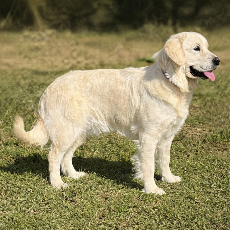 Culgoa Golden Retrievers