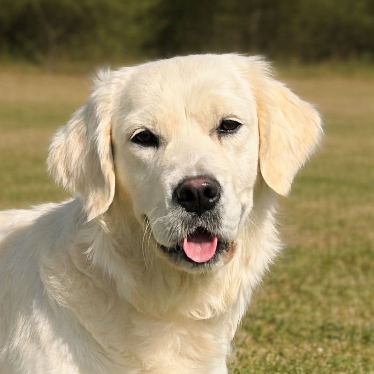 Culgoa Golden Retrievers