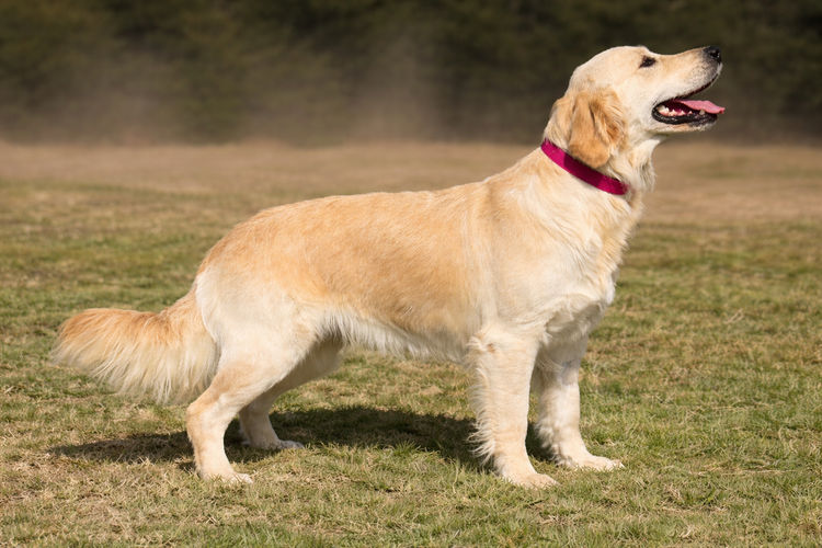 Culgoa Golden Retrievers