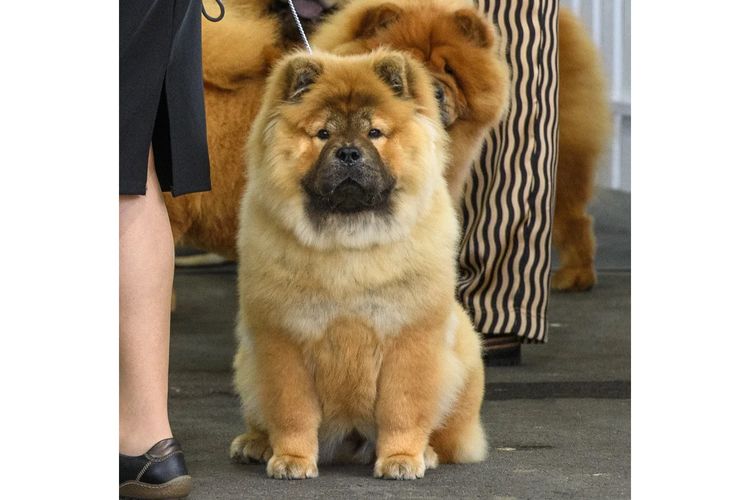 Majestueux Chow Chows