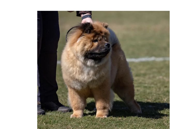 Majestueux Chow Chows
