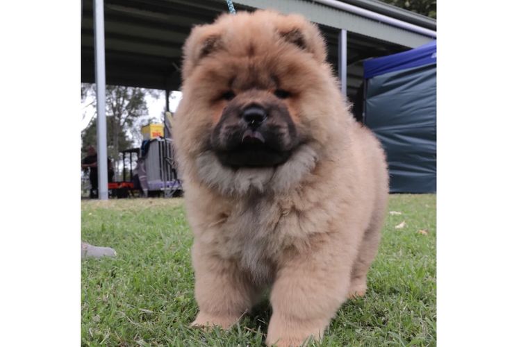 Majestueux Chow Chows